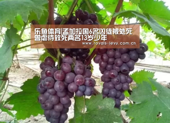 乐鱼体育|孟加拉国6名凶徒被处死 曾虐待致死两名13岁少年(图1) 乐鱼体育